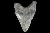 Juvenile Megalodon Tooth - Georgia #99157-1